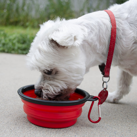 Basic Dog Emergency Kit