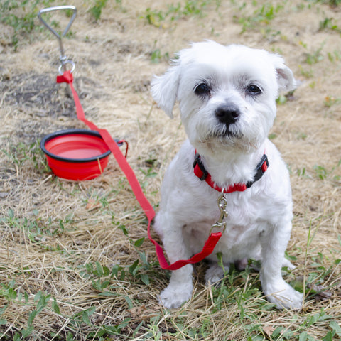 Basic Dog Emergency Kit