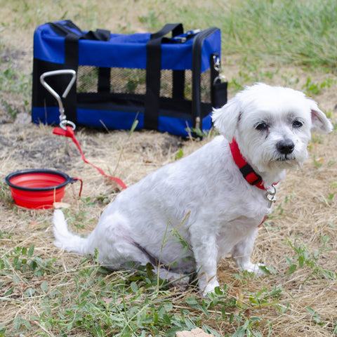 Basic Dog Emergency Kit